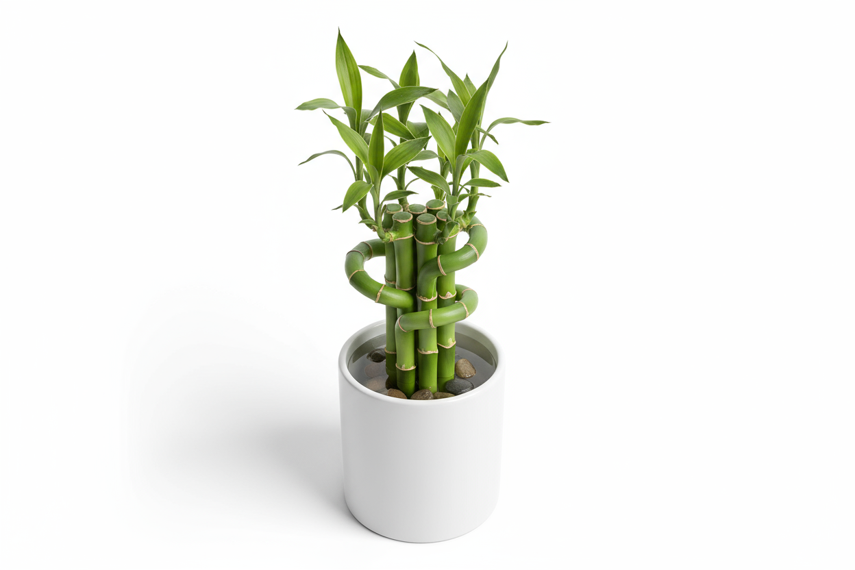 Mini Bamboo Pot