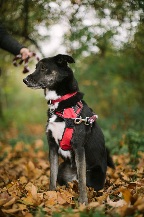 Heavy-Duty Dog Leash