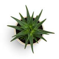 Aloe Luxe Planter