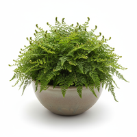 Fern Green Bowl