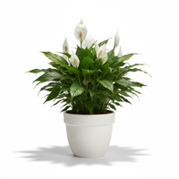 Peace Lily Ceramic Pot
