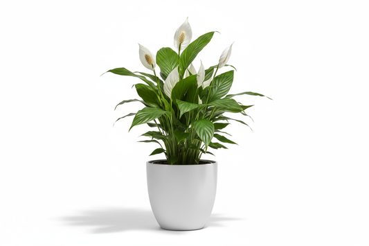 Peace Lily Ceramic Pot