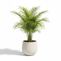 Areca Palm Mini