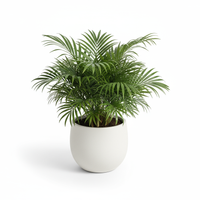Areca Palm Mini