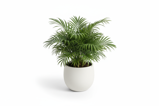 Areca Palm Mini