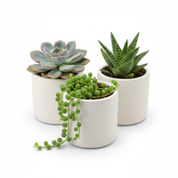 Succulent Trio