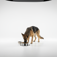 Beef Flavored Dry Meal - Dog Food