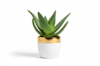 Aloe Luxe Planter