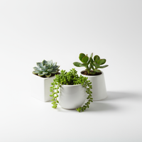 Succulent Trio