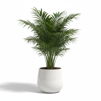Areca Palm Mini