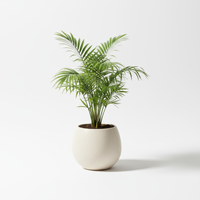 Areca Palm Mini