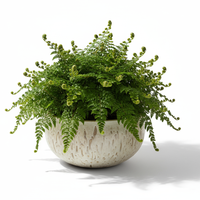 Fern Green Bowl