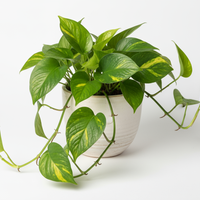 Money Plant Basic