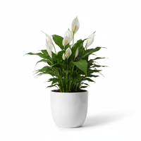 Peace Lily Ceramic Pot
