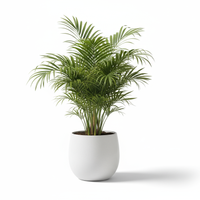 Areca Palm Mini