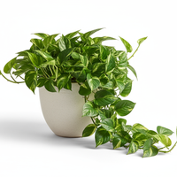 Money Plant Basic